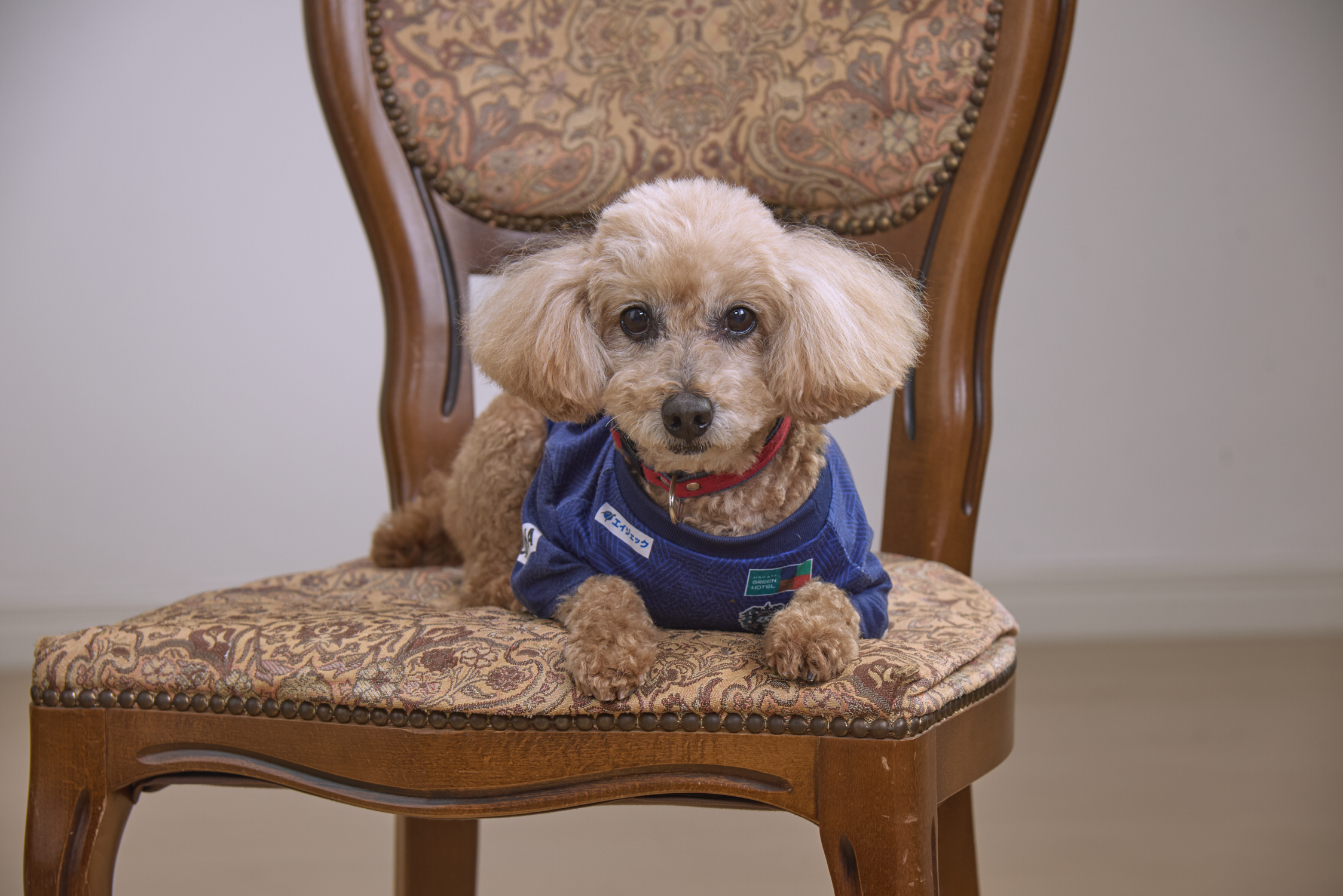 聖光寺案内犬ハナマル
