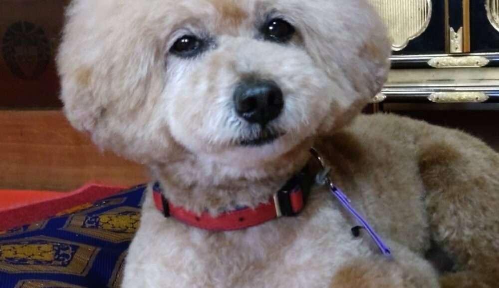 【夏到来】ペット犬の熱中症対策と正しい見守り方を解説します｜筑豊･京築エリアのペット葬