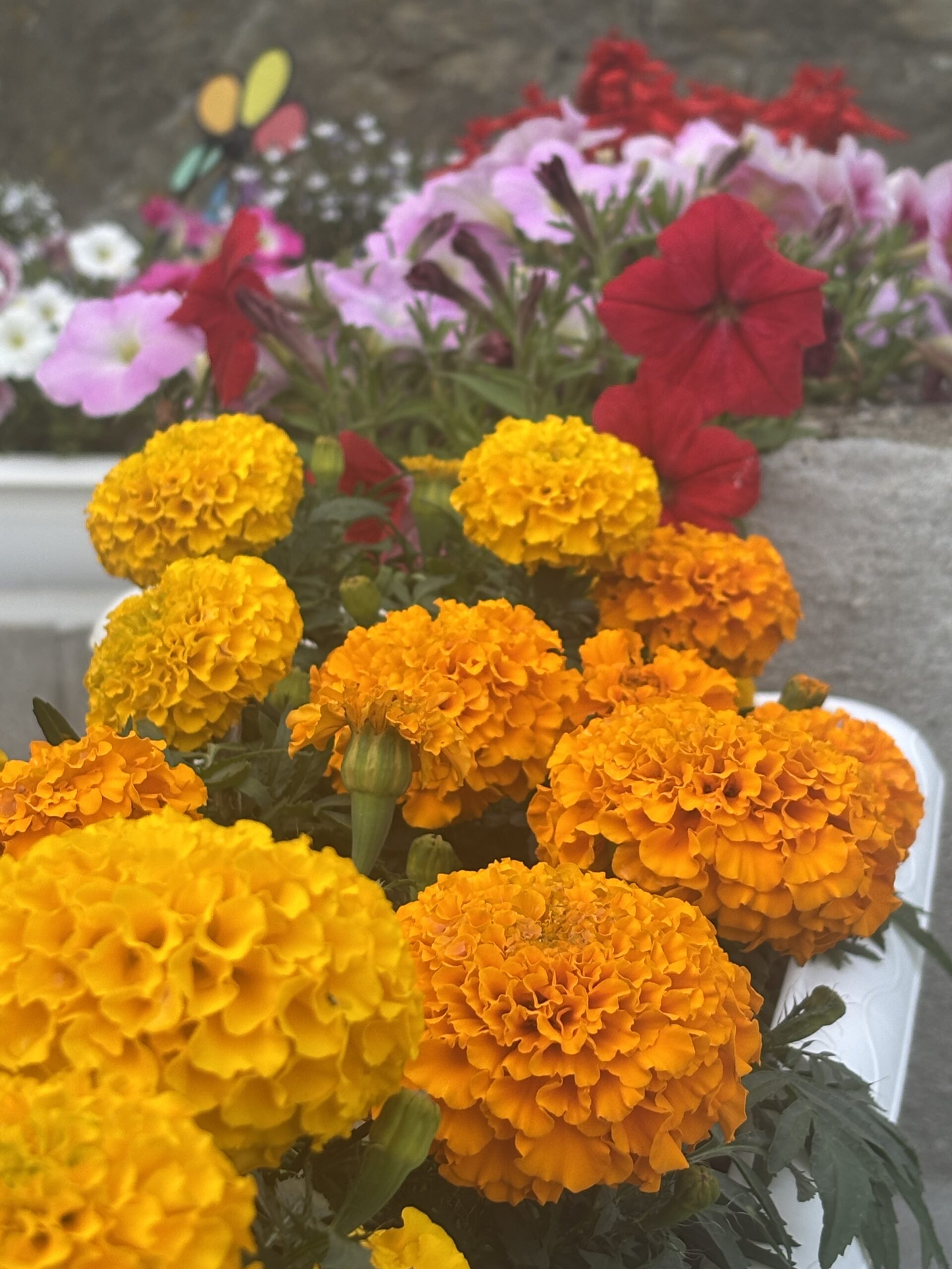 マリゴールドの花