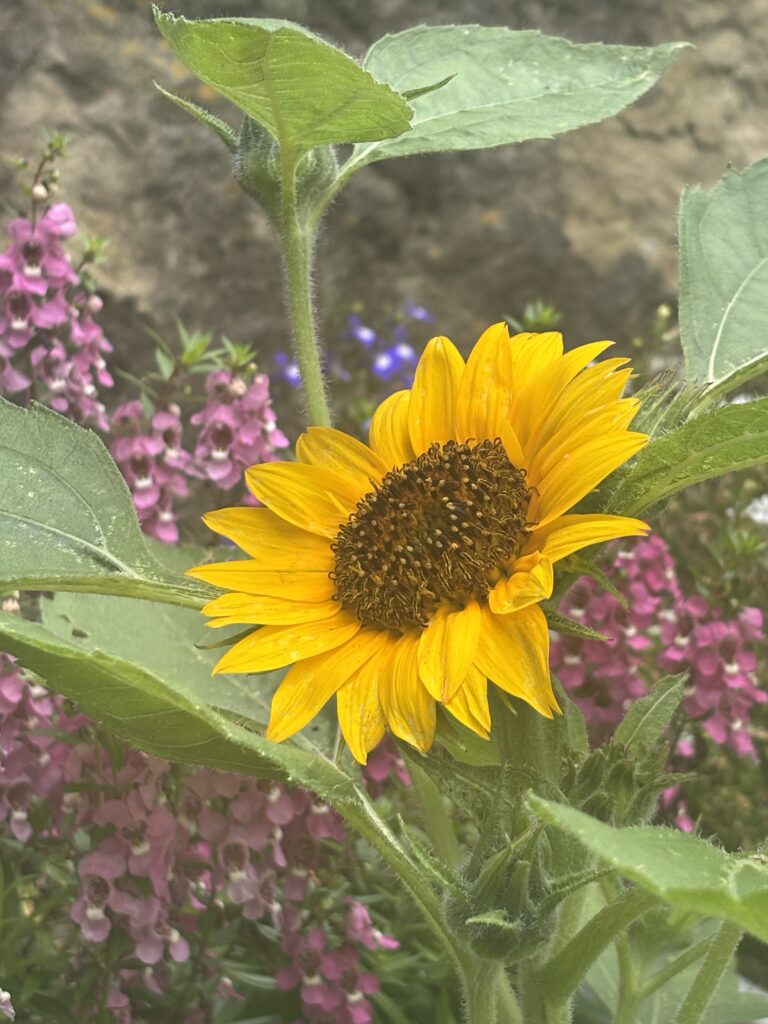 ひまわりの咲き始めの写真