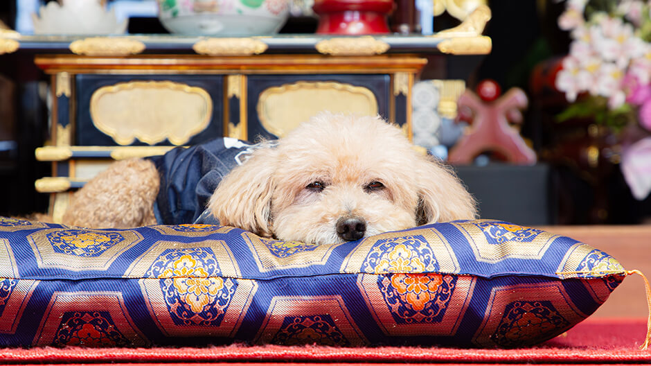 犬が寝ている写真