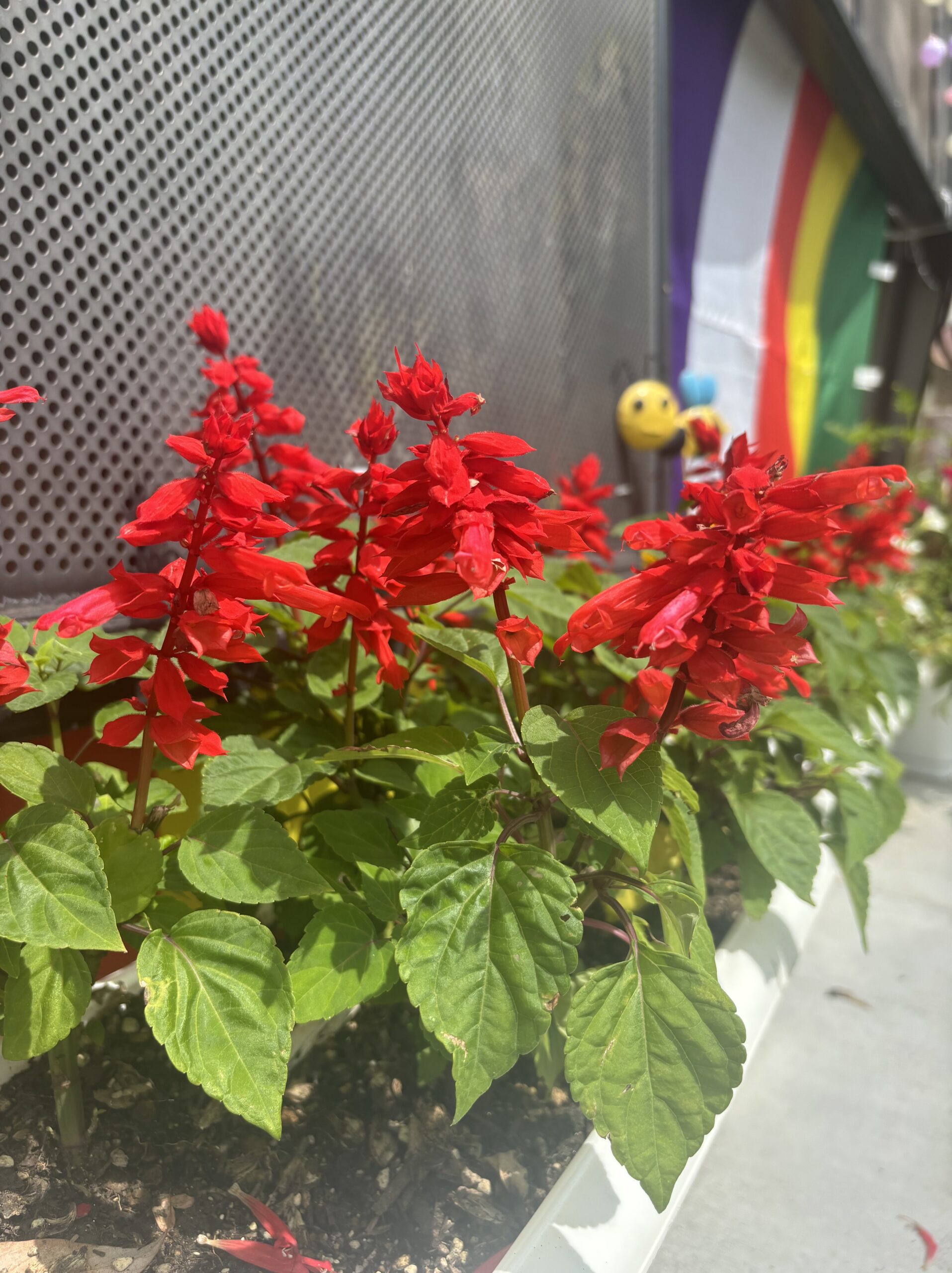 サルビアの花