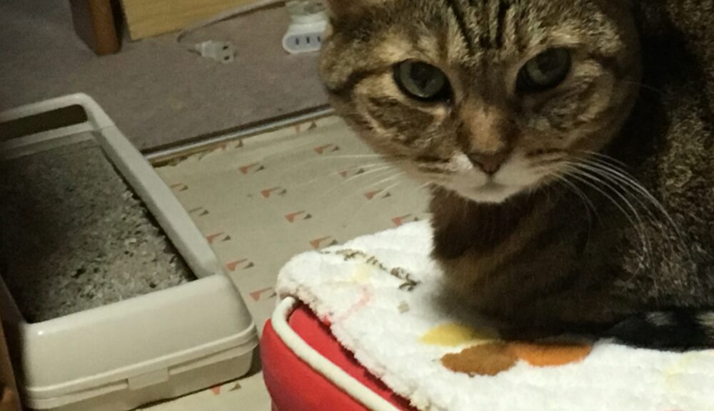 【実績報告･小竹町】猫のガラちゃんの訪問火葬を行いました