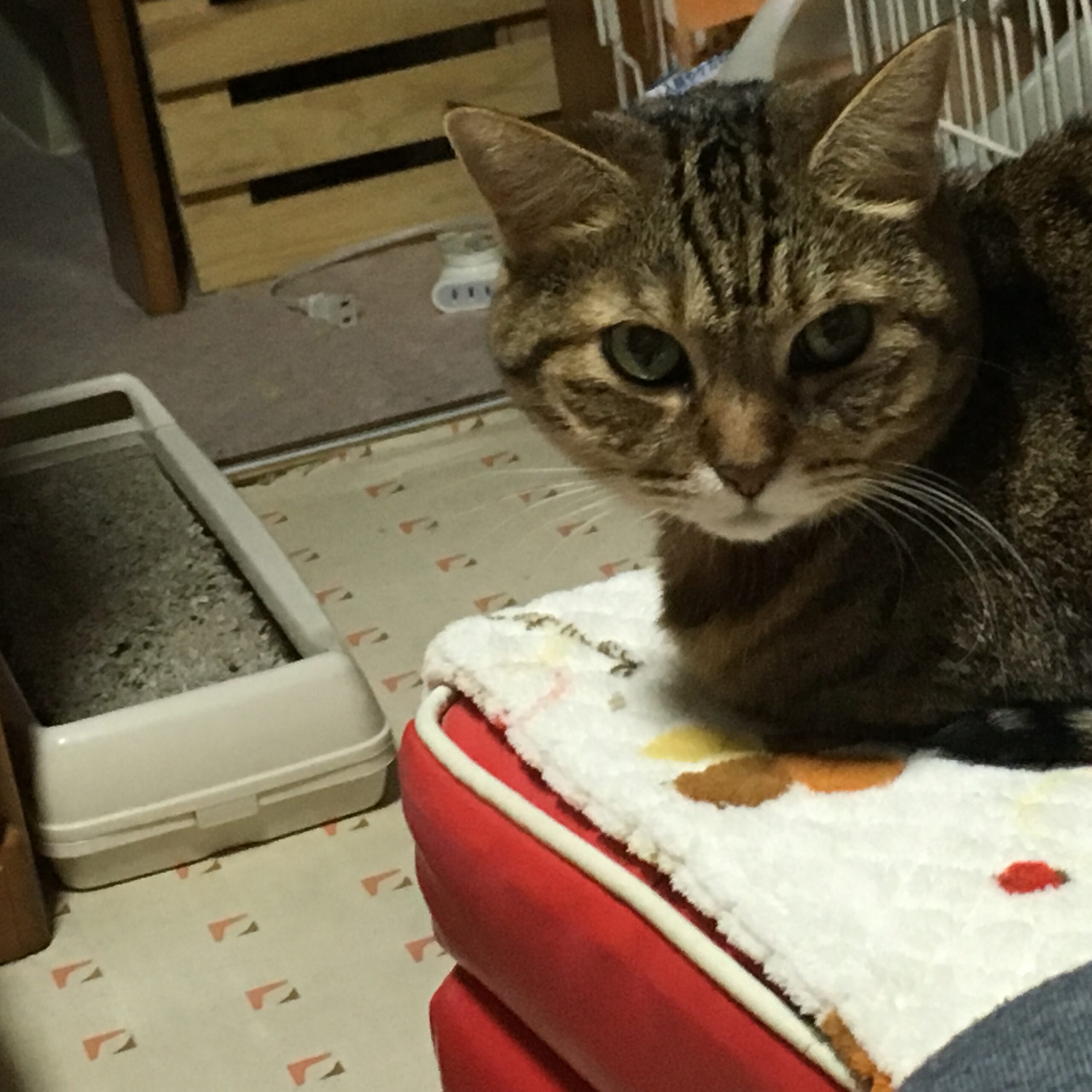 ガラちゃんの写真