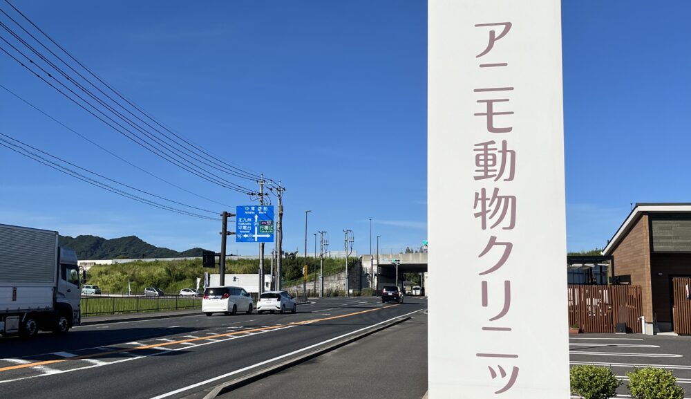 【行橋市･TNR活動を通じて考えさせられた命の背景】🐾