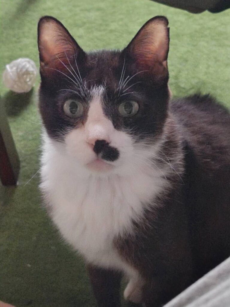 純之介（猫）くんの写真