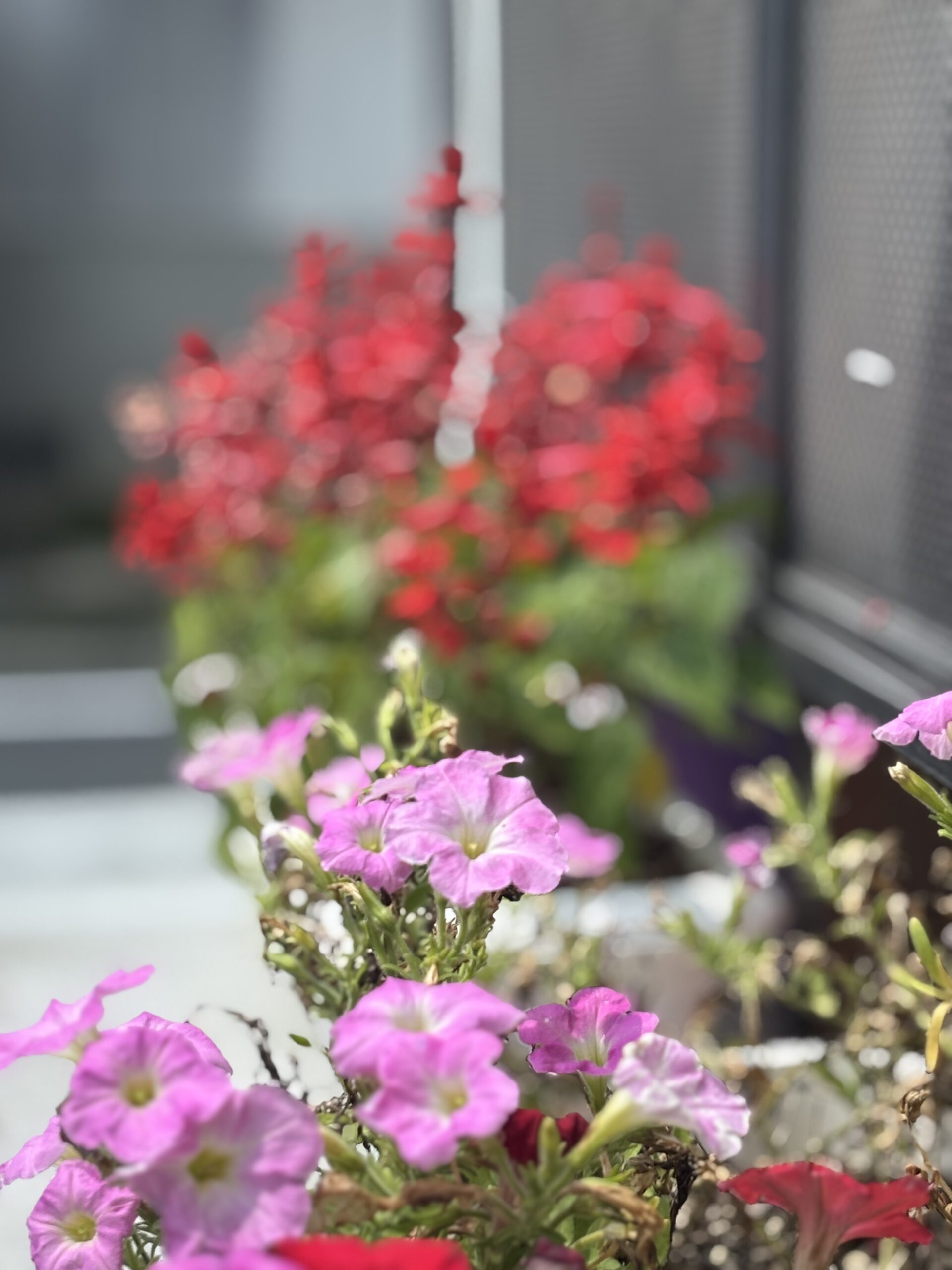 お花の写真