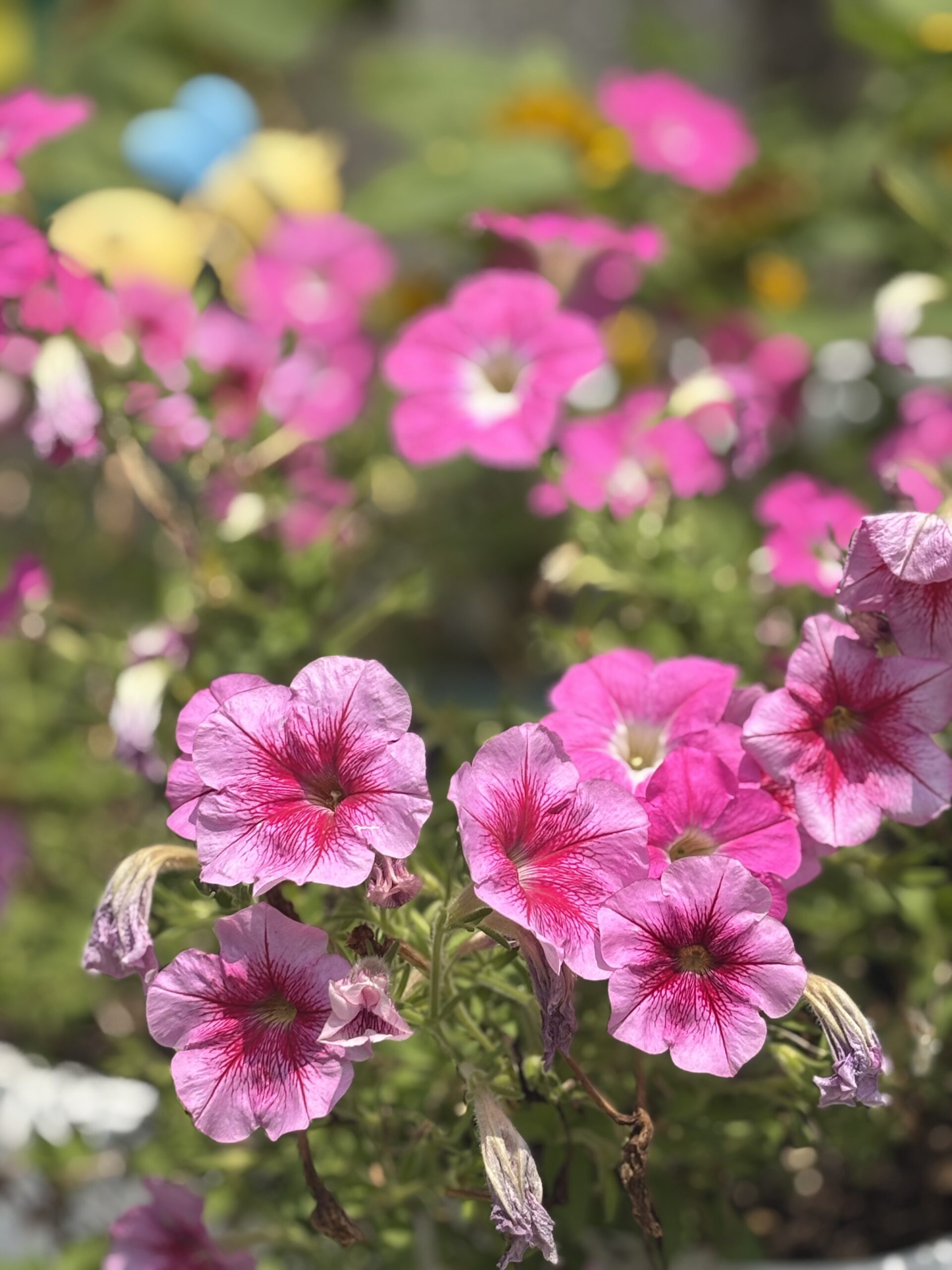 お花の写真
