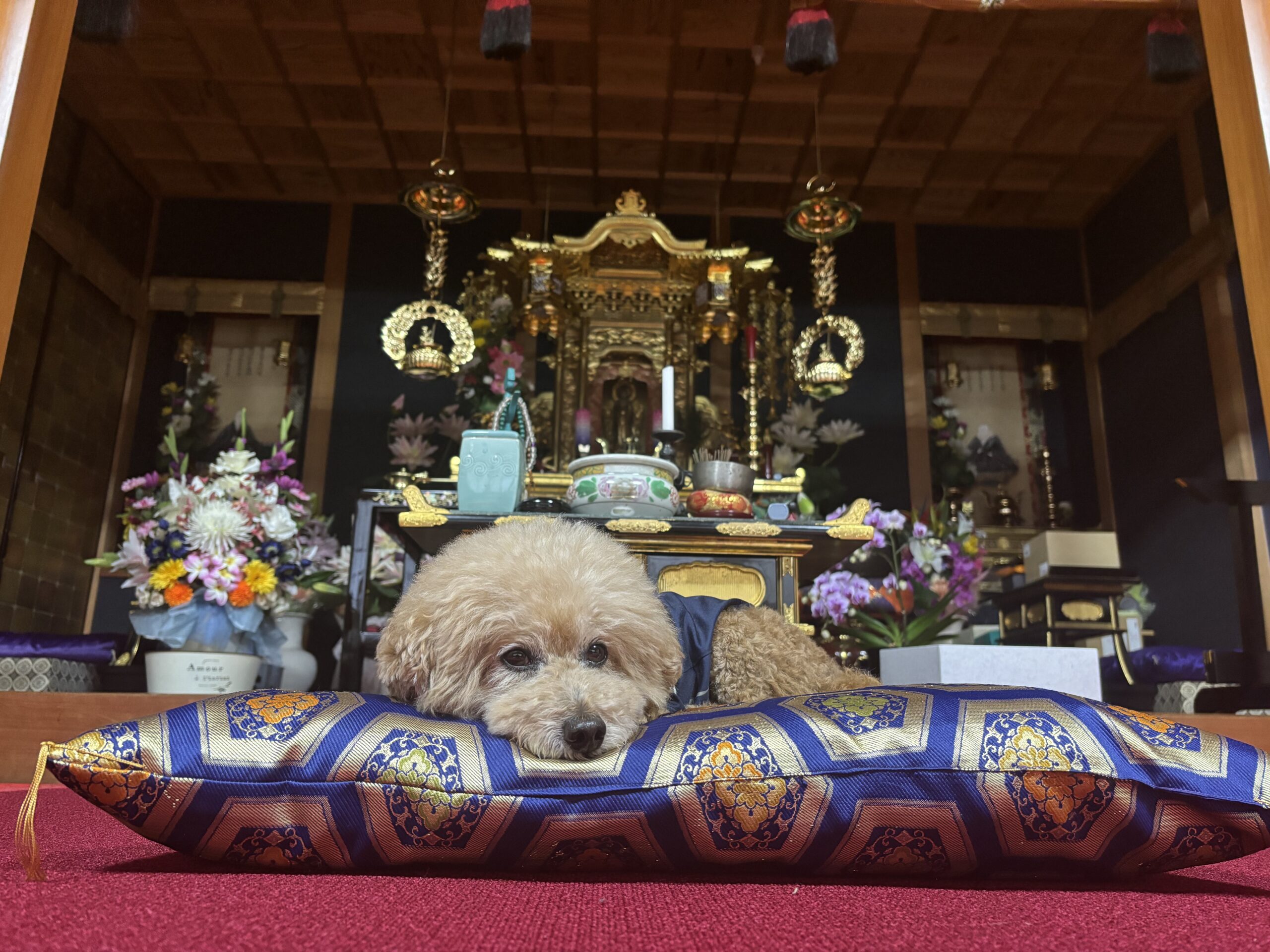 案内犬はなまるの写真