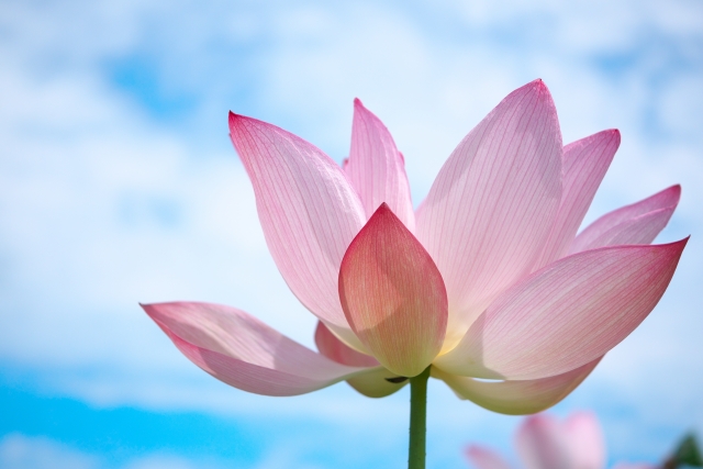 お布施の金額が不安なときの考え方｜迷わないための基本