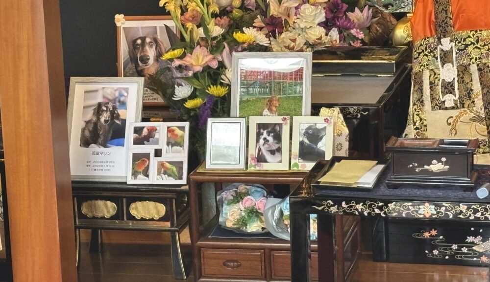 ペット合同供養祭を開催｜想いをつなぐ供養のかたち
